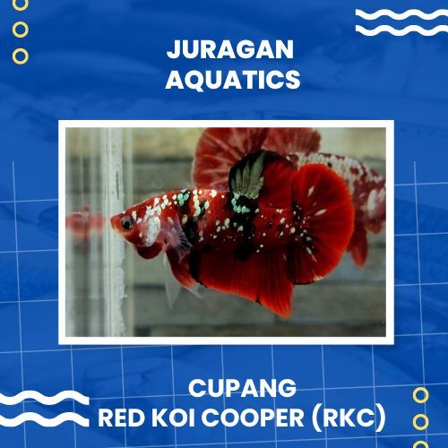 Jual Ikan Cupang Hias-Cupang Red Koi Cooper RKC Top Grade-Cupang Hias ...