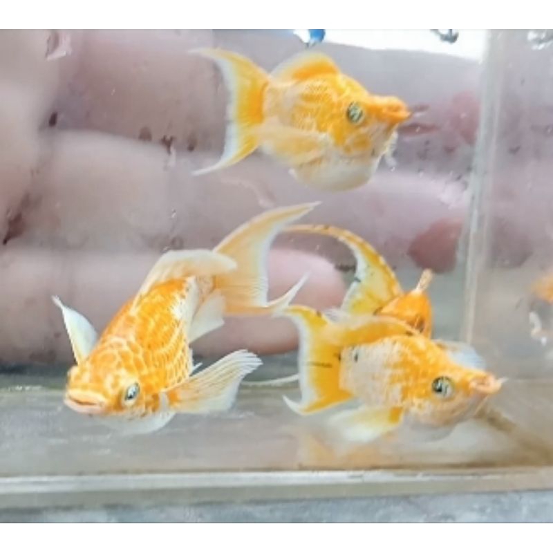Jual trio molly lemonhead mata biru cawang | Shopee Indonesia