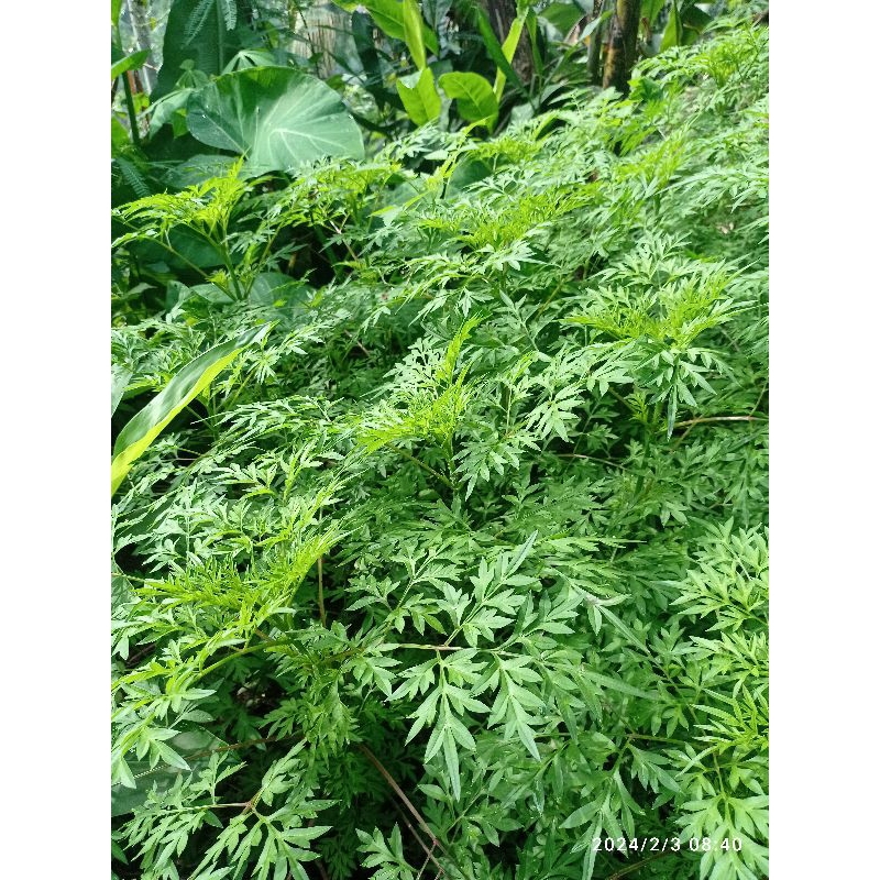 Jual Daun Kenikir Terlengkap & Harga Terbaru Mei 2026 | Shopee Indonesia