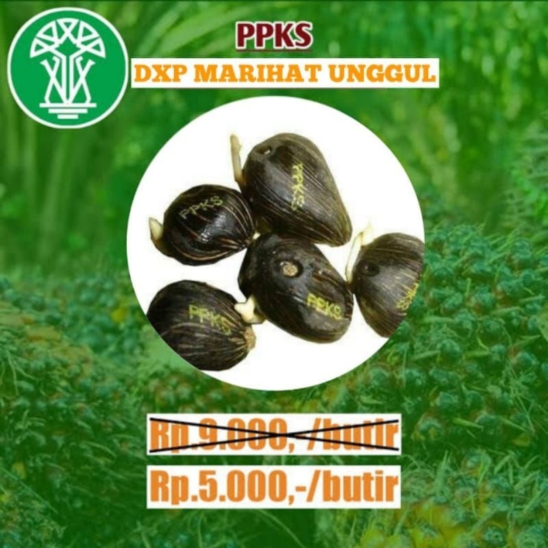 Jual kecambah sawit marihat per butir | Shopee Indonesia