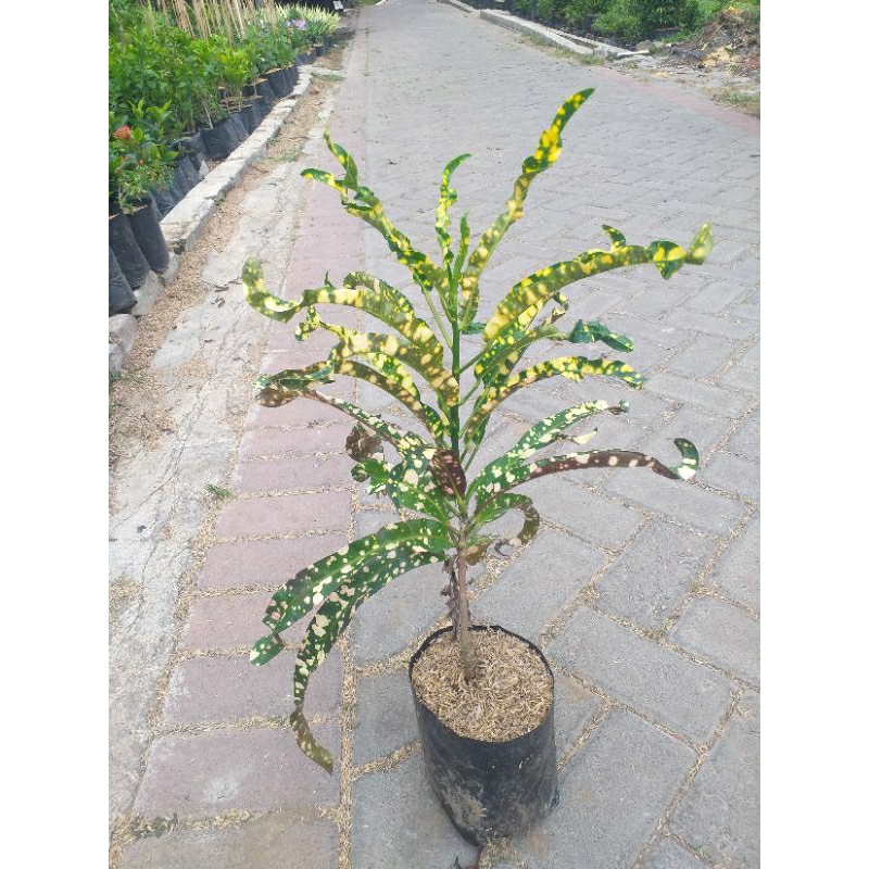 Jual tanaman hias puring tokek | Shopee Indonesia