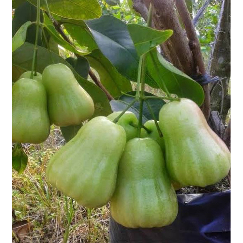 Jual jambu air madu deli hijau batang besar rimbun 1,5 | Shopee Indonesia