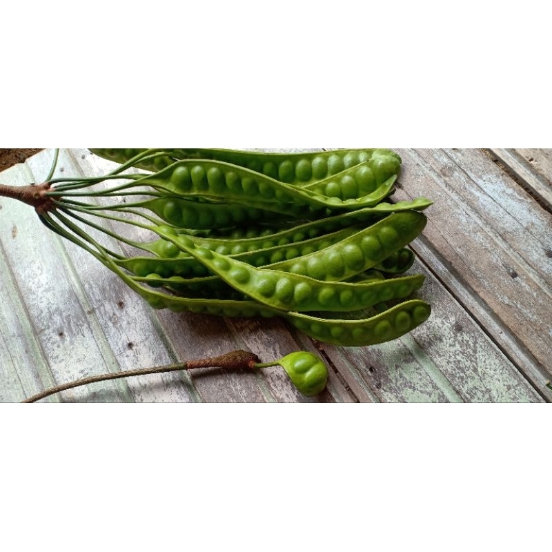 Jual Tabulampot Superfood Petai Si Hijau Berbuah Tanaman Pete Rimbun ...