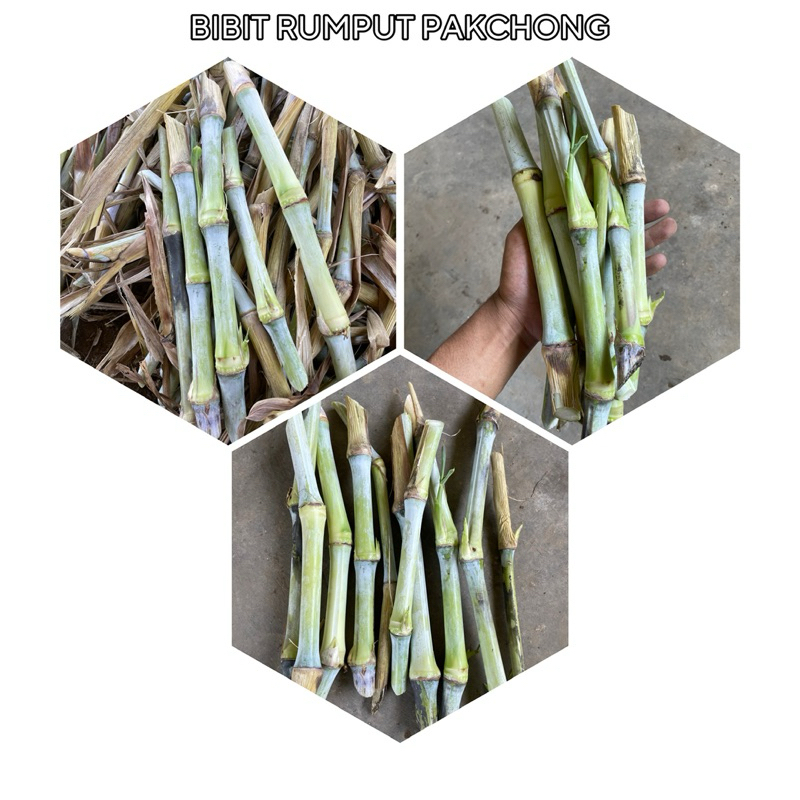 Jual Bibit Rumput GAJAH PAKCHONG 5 kg isi 75-125 batang-kualitas ...