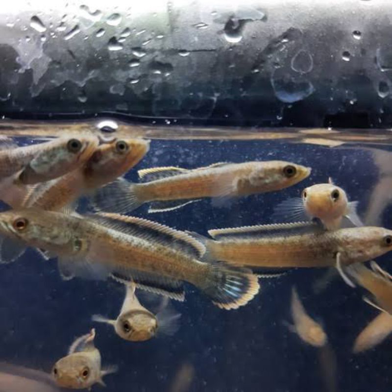Jual LIMBATA SIZE 6-7 cm rim tebal top grade | Shopee Indonesia