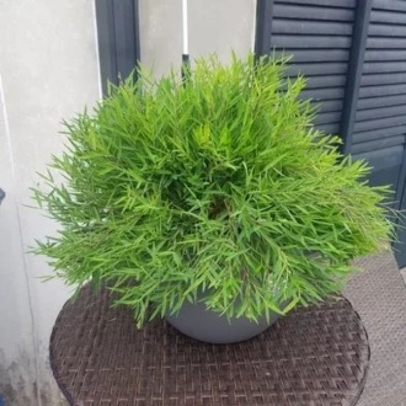 Jual Tanaman Bambu Micro Jepang / Bambu Mini Jepang / Bambu Mikro (ASLI ...
