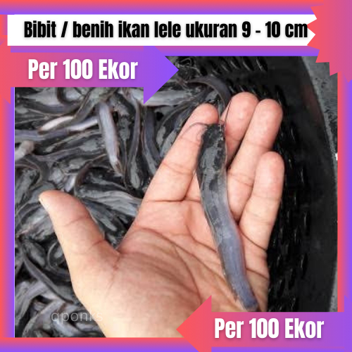 Jual Bibit / benih ikan lele ukuran 9 10 cm