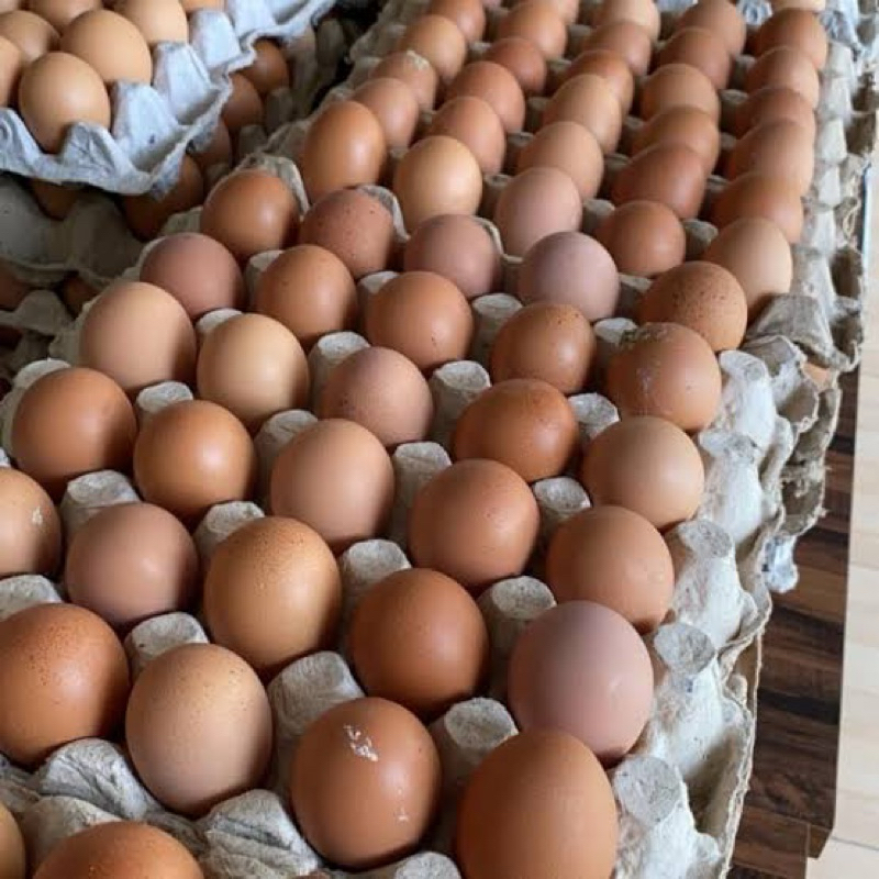 Jual TELUR AYAM RAS FRESH KANDANG TIAP HARI | Shopee Indonesia