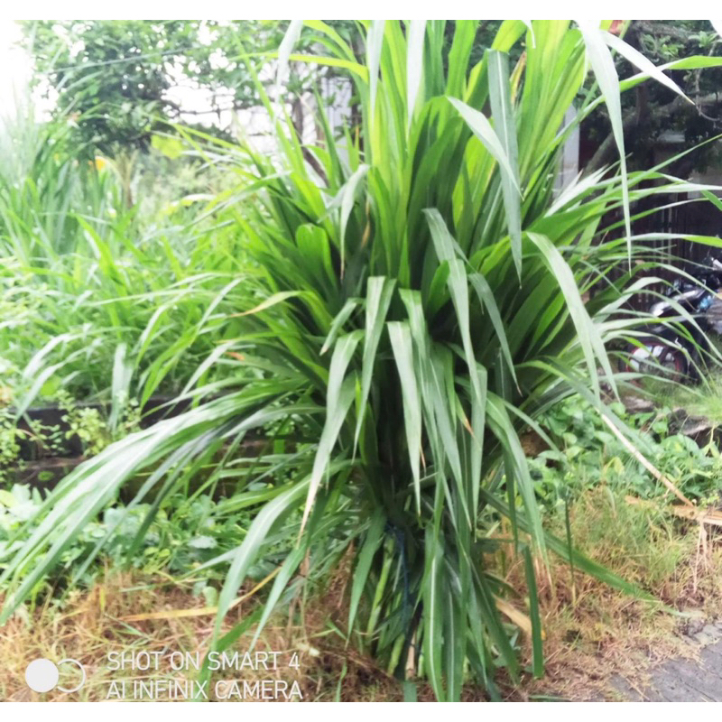 Jual Bibit rumput Biovitas kualitas unggul pakan ternak 1Kg | Shopee ...