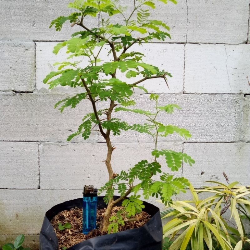 Jual Bibit bonsai brazilian rain tree | Shopee Indonesia