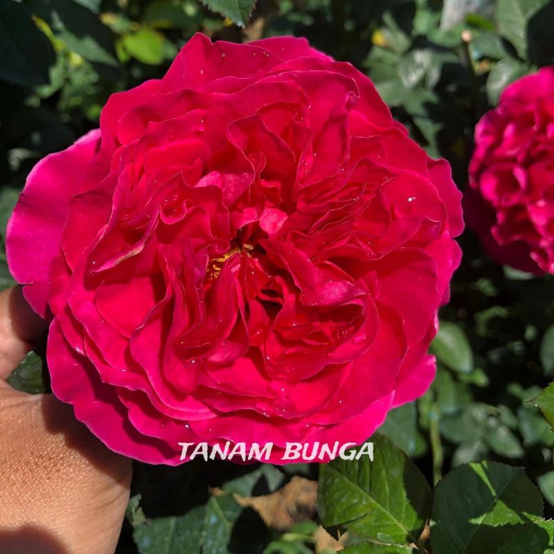 Jual Tanaman Hidup Bunga Mawar Import Kate Rose Berbunga Wangi | Bunga ...