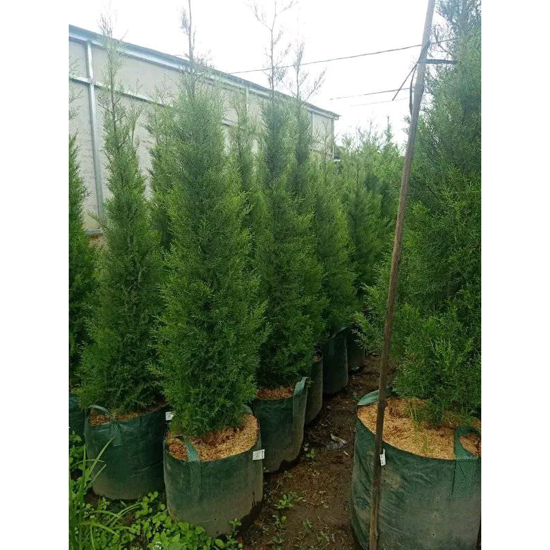 Jual Tanaman Cemara Wangi Rentes Rimbun, Tinggi 2 Meter | Shopee Indonesia