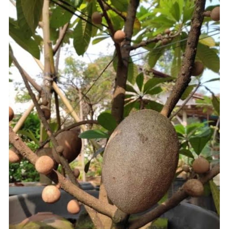 Jual INDUKAN MAMEY SAPOTE BERBUNGA | Shopee Indonesia