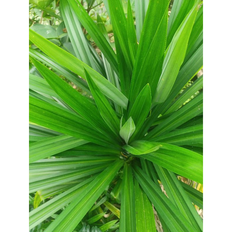 Jual Daun pandan wangi dan bibit pandan wangi 30 ribu/kg basah 60 ribu ...