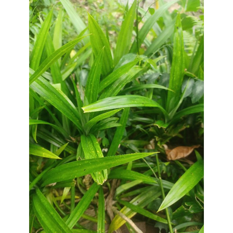 Jual Daun pandan wangi dan bibit pandan wangi 30 ribu/kg basah 60 ribu ...