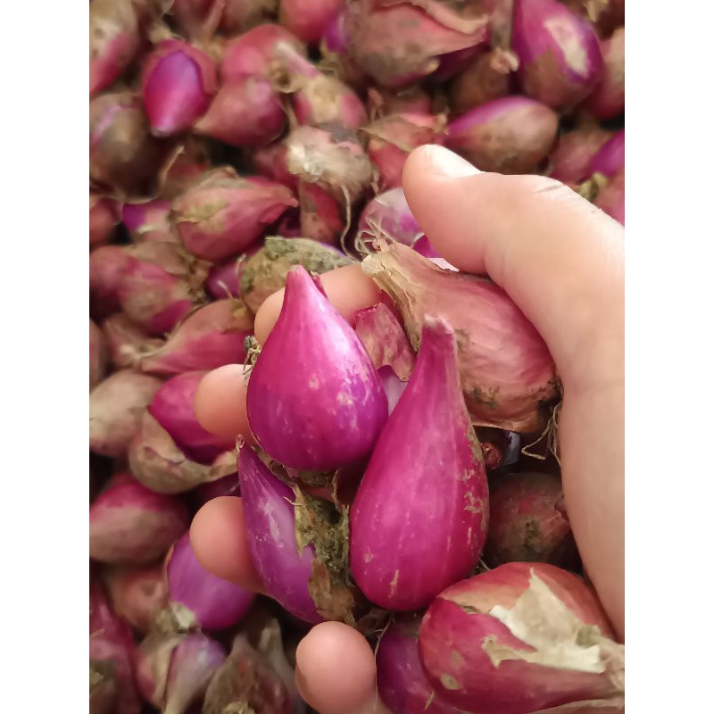 Jual Bawang Merah Besar 1kg | Shopee Indonesia