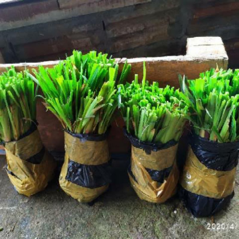 Jual bibit rumput setaria/demplot pakan ternak (pembibit) | Shopee ...