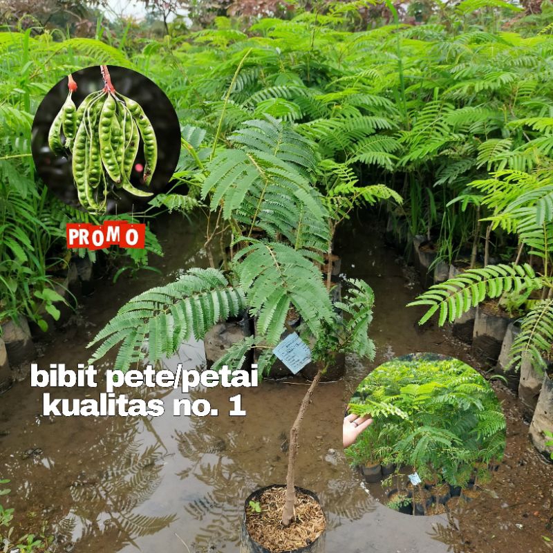 Jual Bibit pete | Bibit petai super genjah CEPAT BERBUAH, bisa dipot ...