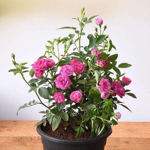 Jual Benih Bibit Biji - Japanese Miniature Roses / Baby Rose (Rosa ...