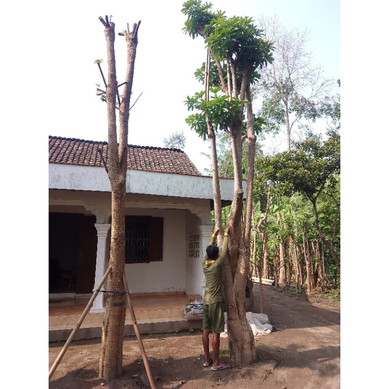 Jual Pohon Pulai/Pule Besar Grouping Sudah Karantina (Beserta Tanam ...