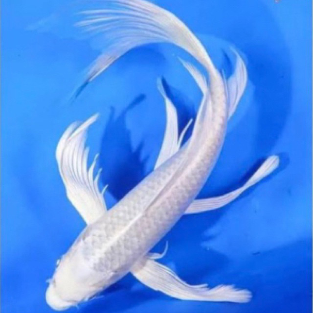 Jual (SIZE 1112CM) KOI PLATINUM SLAYER KOI KUMPAY PUTIH IKAN HIAS