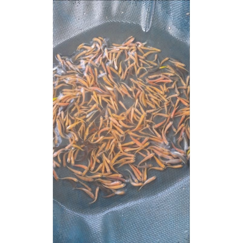 Jual Danio rejek pakan predator murah ceria Isi 25 + bonus | Shopee ...