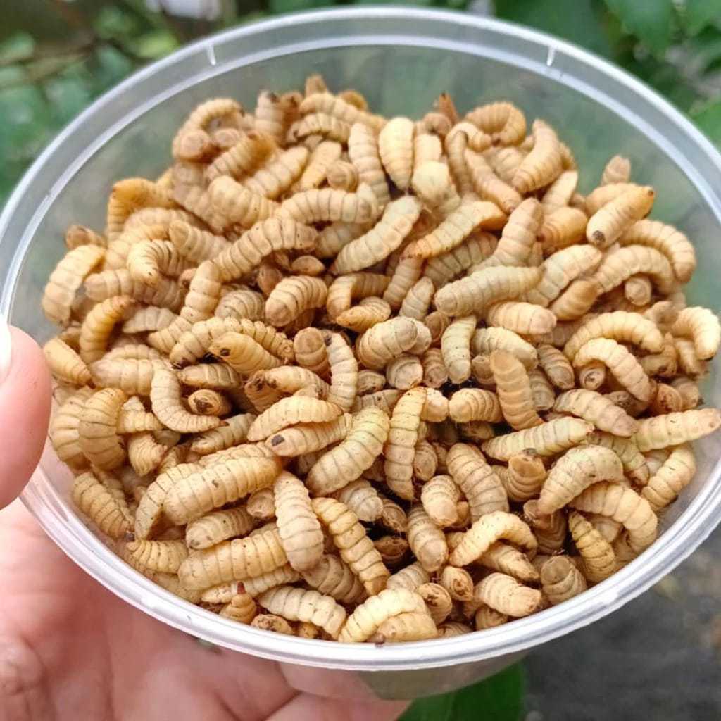 Jual magot 100grm umpan pancing dan ternak | Shopee Indonesia