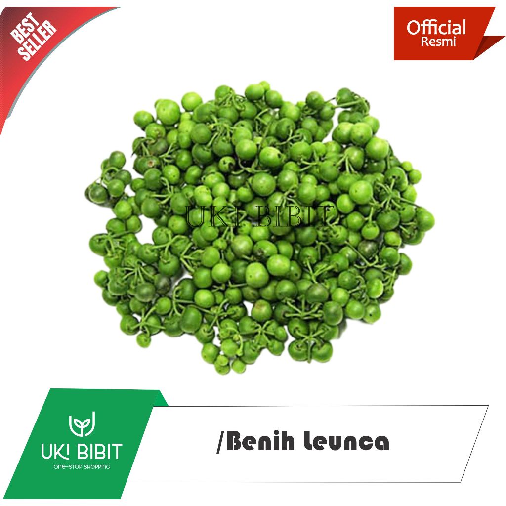 Jual ( 10 Gram ) Benih Biji Leunca | Ranti | Lenca | Luncaa | Shopee ...