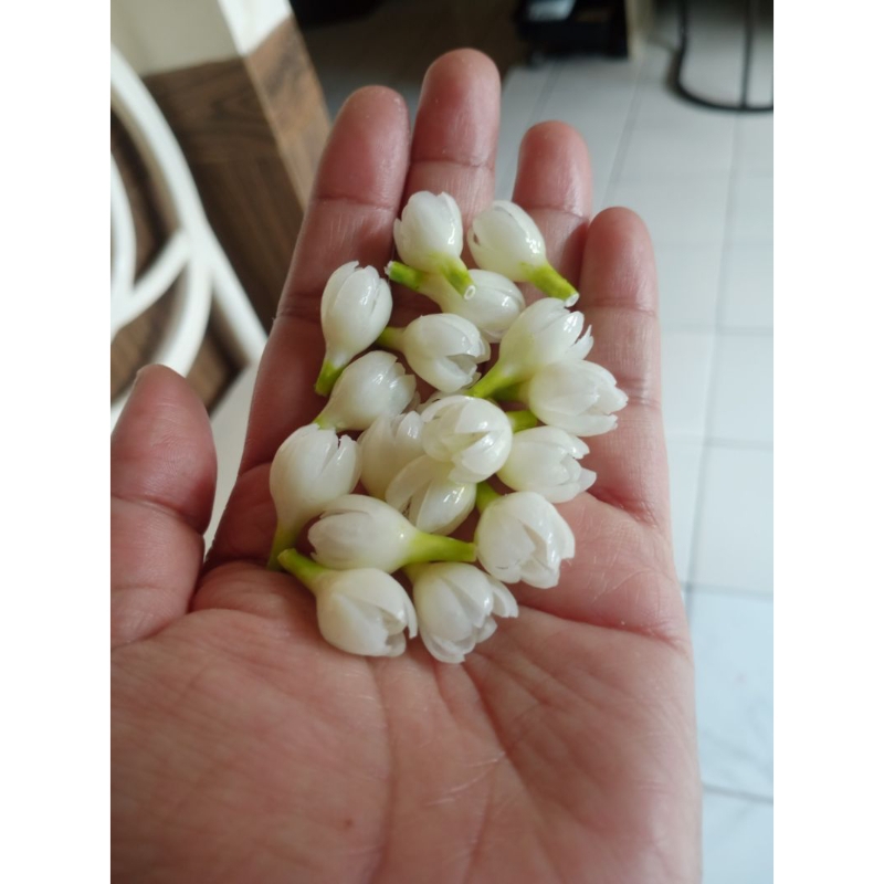 Jual Melati imitasi mekar 1 pcs (isi 10 biji) | Shopee Indonesia