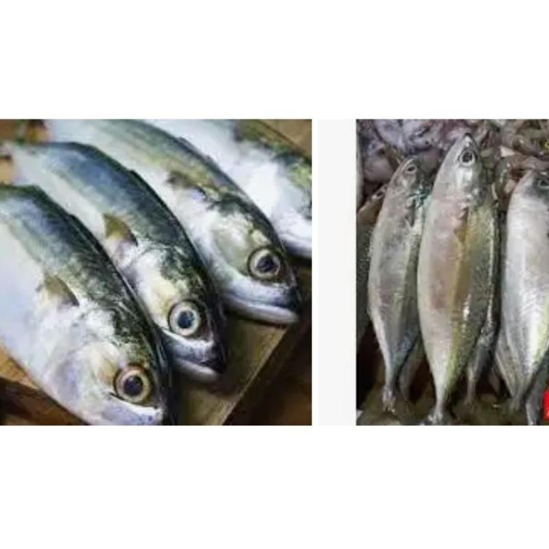 Jual ikan katombo | Shopee Indonesia