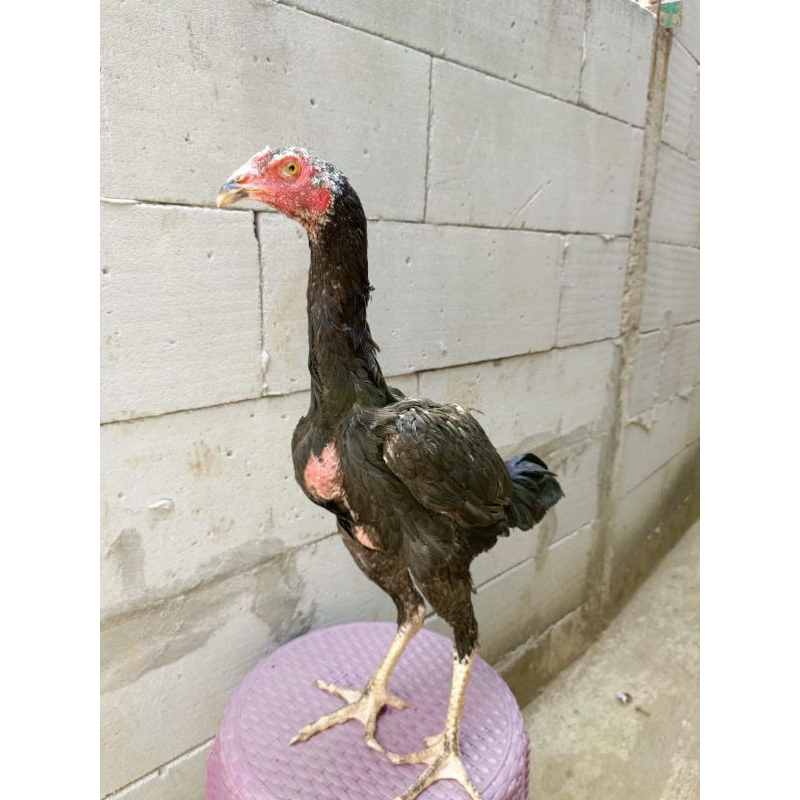 Jual Ayam jantan adu bangkok silang pakoy black bull bahan kualitas ...