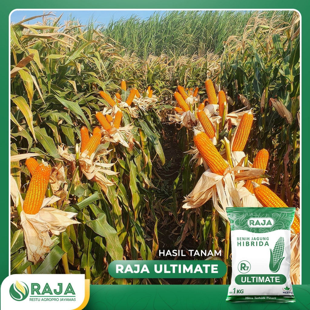 Jual Benih Jagung RAJA R7 Ultimate - 1kg | Shopee Indonesia