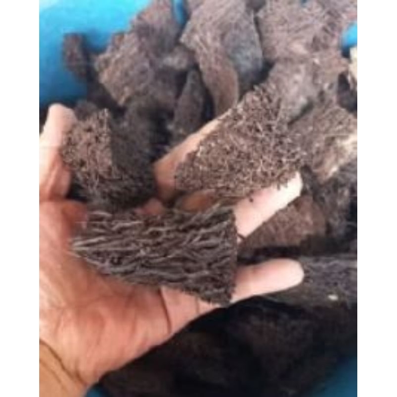 Jual pakis media angrek 500g | Shopee Indonesia
