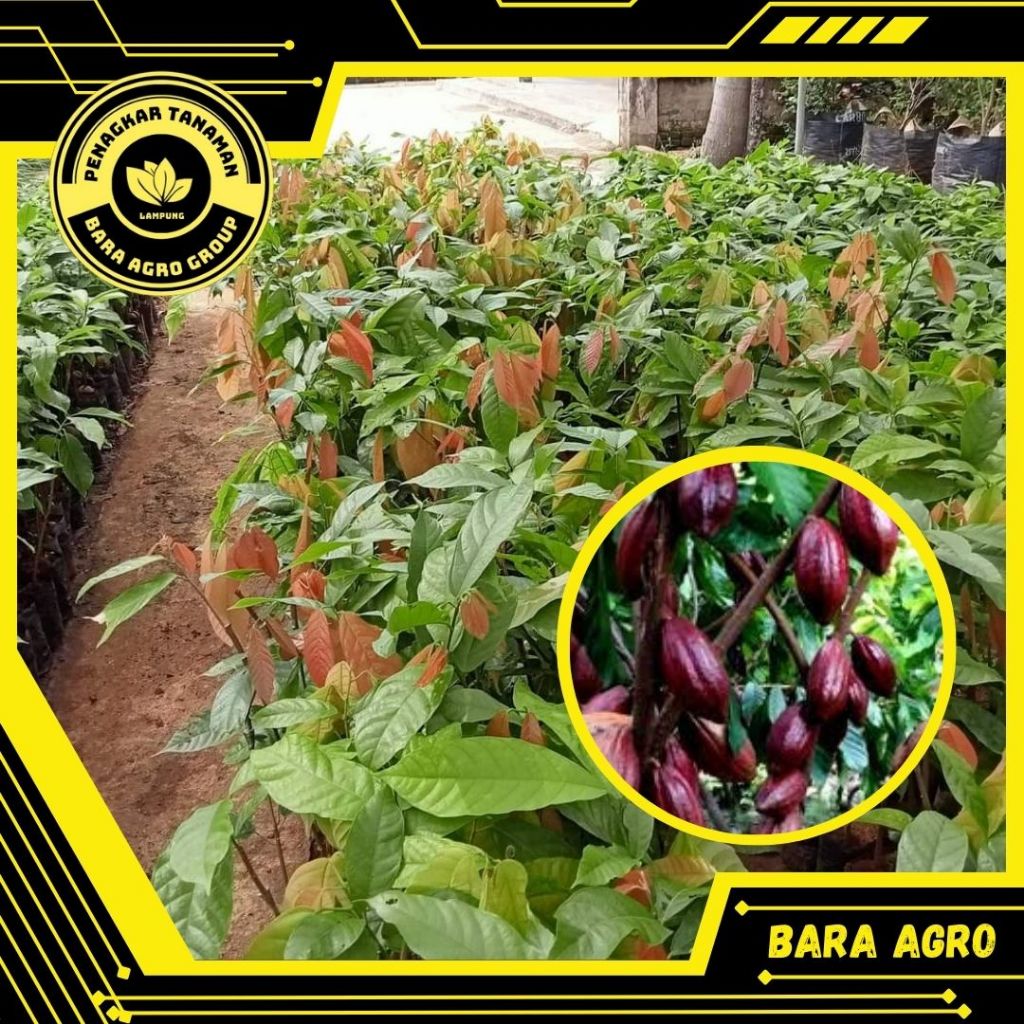 Jual Bibit Kakao Mc02 Valid Tanaman Okulasi Cepat Berbuah | Shopee ...