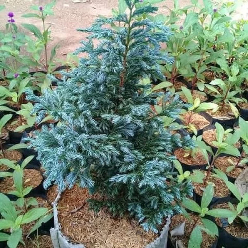 Jual Tanaman Hias Cemara Perak Bunga Kuncup Subur | Shopee Indonesia