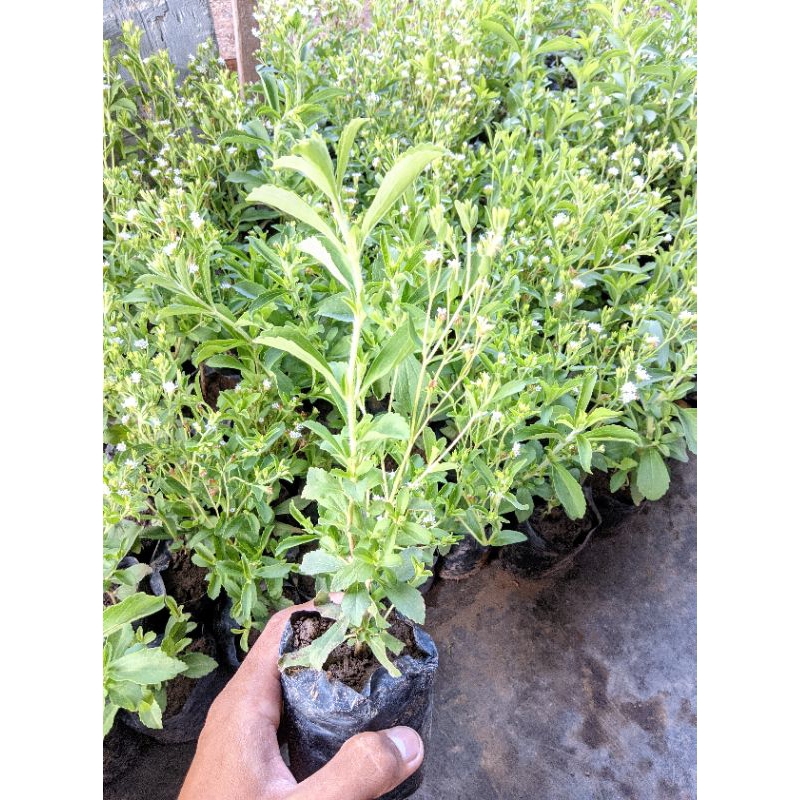 Jual (beli 5 bonus 1) Bibit tanaman herbal daun Stevia super Pengganti ...
