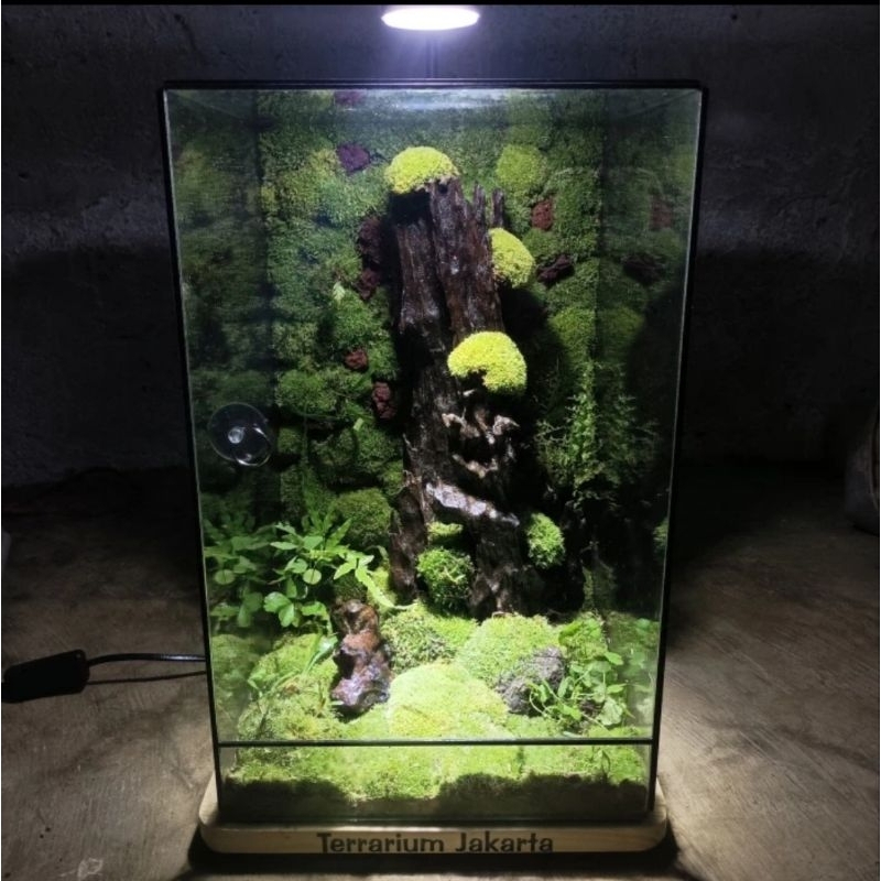 Jual Special Order Big Terrarium | Custom Terrarium | Only For You ...