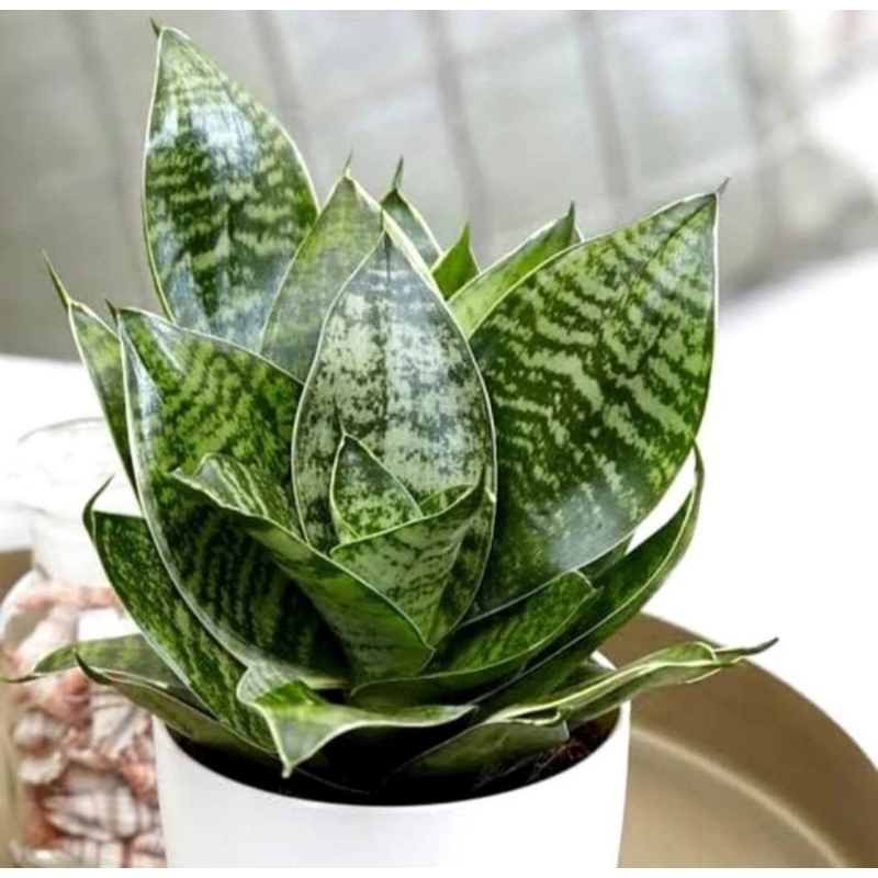 Jual Tanaman Lidah mertua mini / Sansevieria kodok / Sansevieria hijau ...