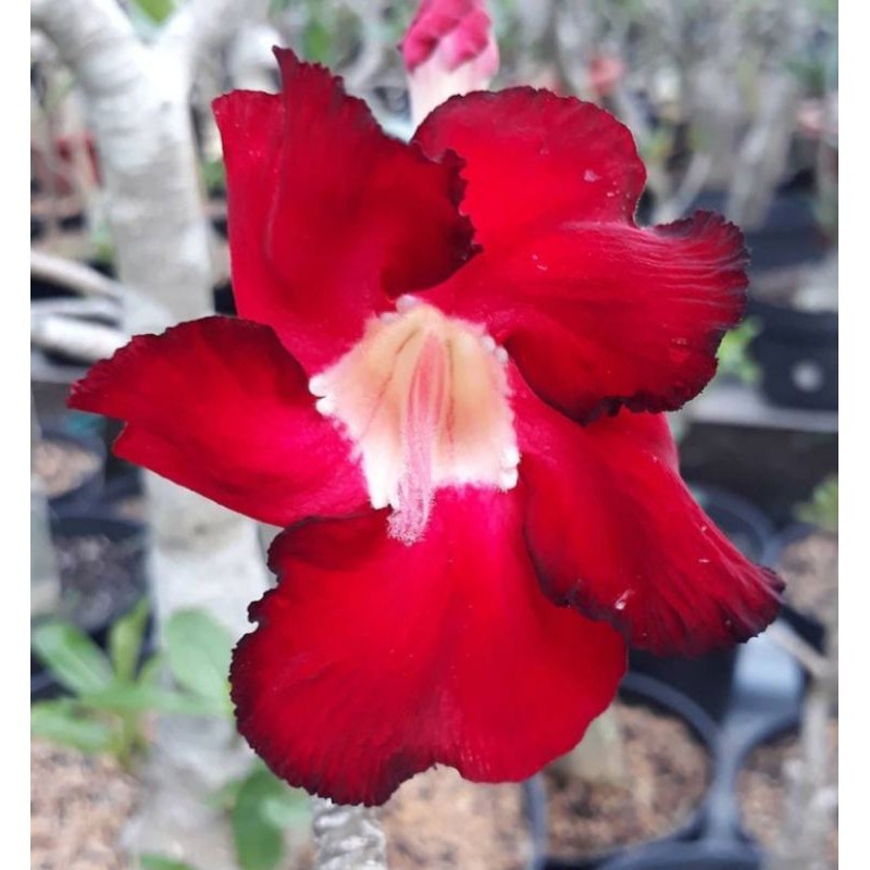 Jual Adenium RedBlood Variegata | Shopee Indonesia