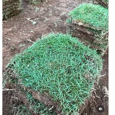 Jual Petani Millenial- Paket 10 Lembar Rumput Jepang Ukuran 15×15cm ...
