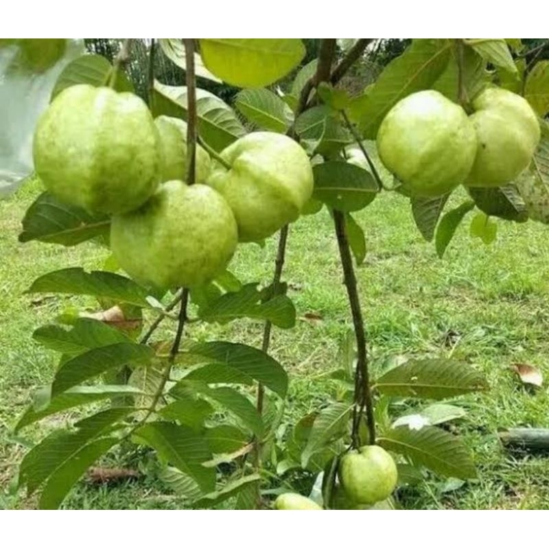 Jual fresh cangkok jambu kristal putih batang besar | Shopee Indonesia