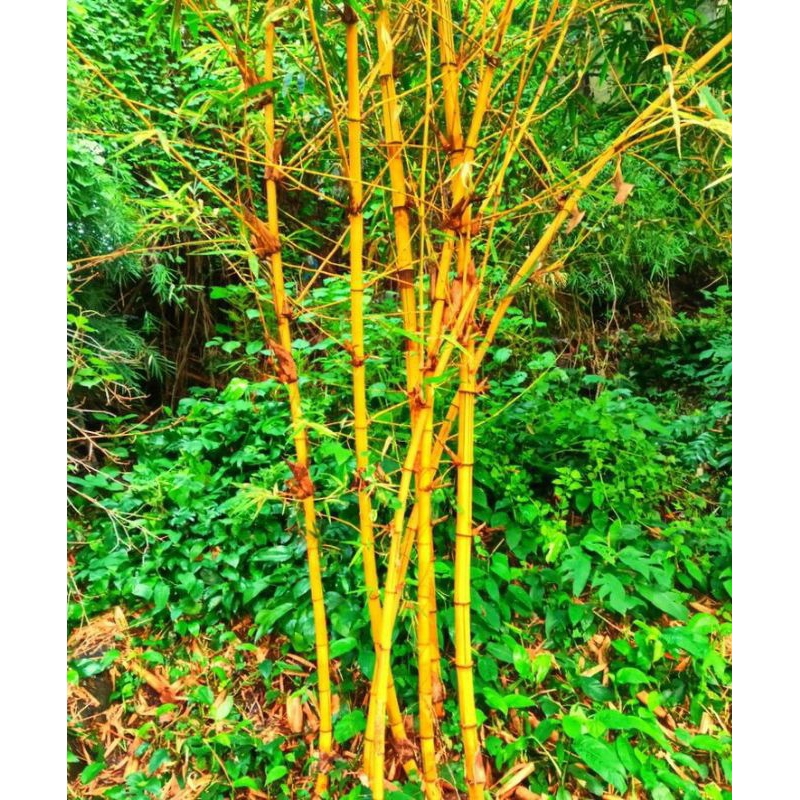Jual rotan bambu kuning per batang | Shopee Indonesia