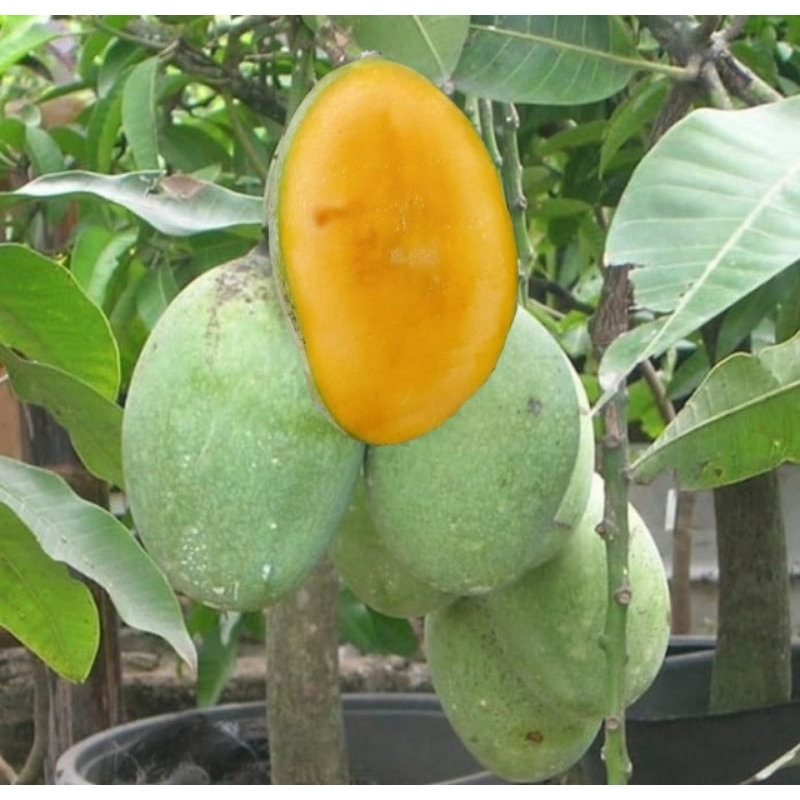 Jual Bibit mangga manalagi madu okulasi pasti cepat berbuah | Shopee ...