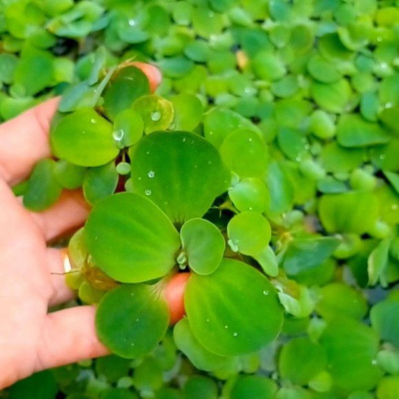 Jual APU APU KAYU APU TANAMAN AIR | Shopee Indonesia