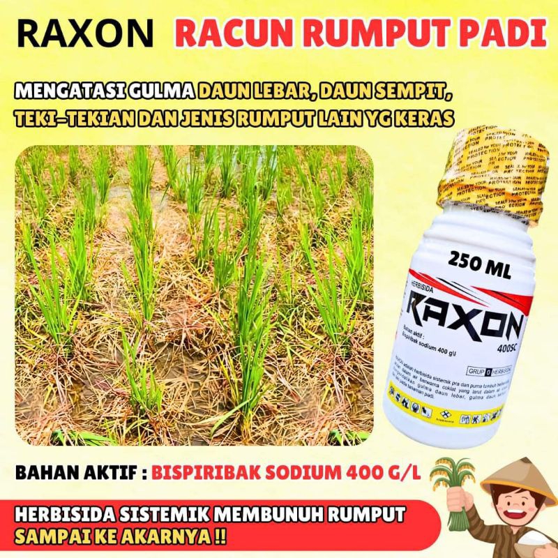 Jual RAXON RACUN RUMPUT SISTEMIK AMAN UNTUK PADI DAN SANGAT EFEKTIF ...