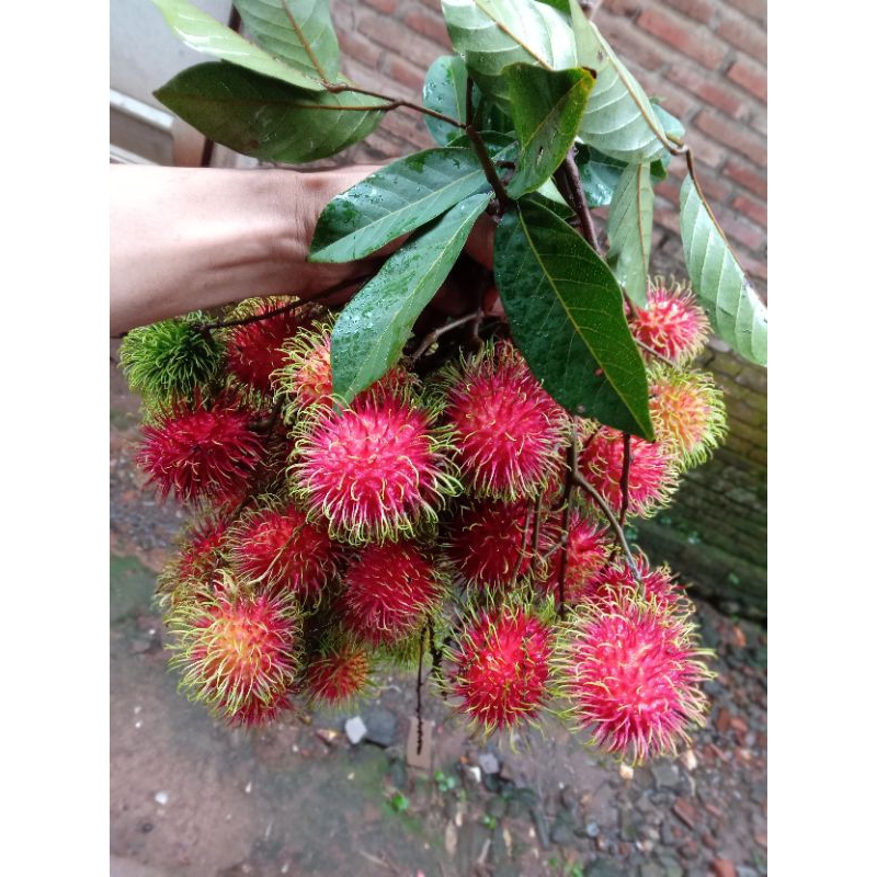 Jual RAMBUTAN ASLI BINJAI 1KG FRESH BARU PETIK | Shopee Indonesia