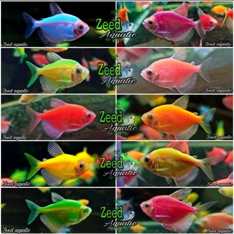 Jual Paket Hemat & Lengkap ikan warna warni aquascape / aquarium / ikan ...
