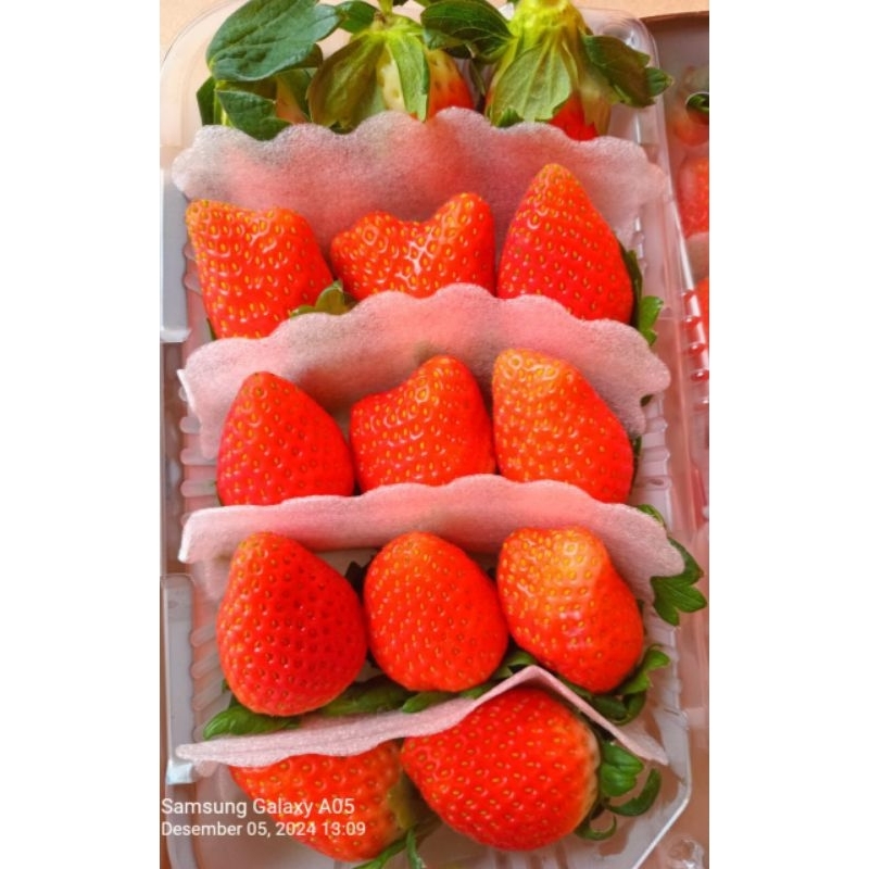 Jual STRAWBERY FRESH KOREA ASLI BERAT 330 GR | Shopee Indonesia