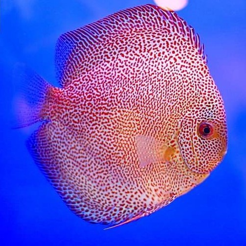 Jual hiasan aquarium ikan discus super phantera | Shopee Indonesia