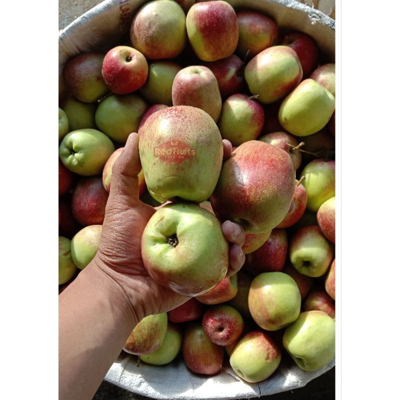 Jual Apel Anna fresh grade A B( 9-10 buah 1KG ) | Shopee Indonesia